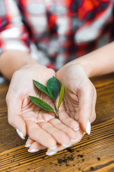 Abgeschnittene Ansicht Der Grünen Blätter Den Händen Der Frau — Stockfoto