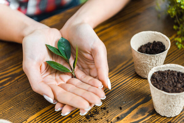 selective focus of green leaves in hands of woman
