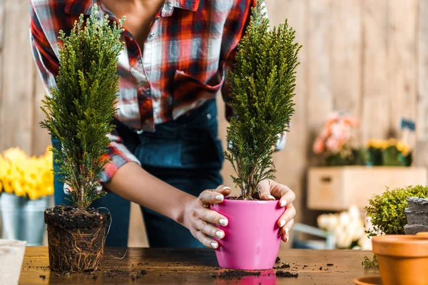 Cropped View Woman Holding Plant Pink Pot — Stock Photo, Image