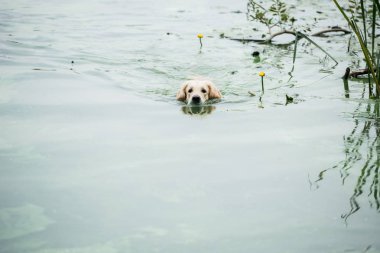 golden retriever köpek park havuzda yüzme keyfi 