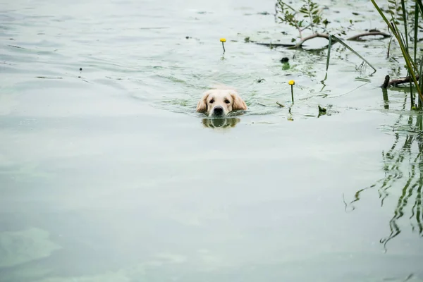 Retriever ทองเพล ดเพล บการว ายน าในสระว ายน — ภาพถ่ายสต็อก