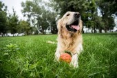 Selektivní fokus roztomilý zlatý retrívr pes ležící s gumový míček na zeleném trávníku