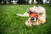 Selektivní fokus zlatého retrívra psa hrát s gumový míček na zeleném trávníku