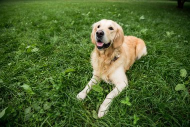 Yeşil çimenlerin üzerinde dinlenme komik golden retriever köpek
