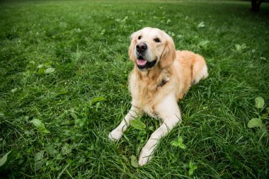 funny golden retriever dog resting on green lawn clipart