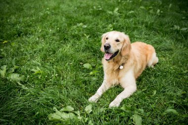 funny golden retriever dog resting on green lawn clipart