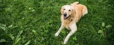 golden retriever dog resting on green lawn in park clipart