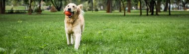 funny golden retriever dog running with ball on green lawn clipart
