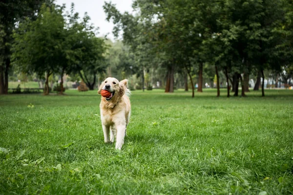 Anjing Golden Retriever Bermain Dengan Bola Karet Taman — Stok Foto