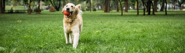 Yeşil Çimenlerin Üzerinde Topu Ile Çalışan Komik Golden Retriever Köpek — Stok fotoğraf