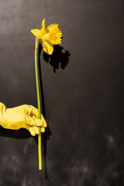 Sarı çiçek koyu arka plan üzerinde tutan runbber eldiven kadında görünümünü kırpılmış