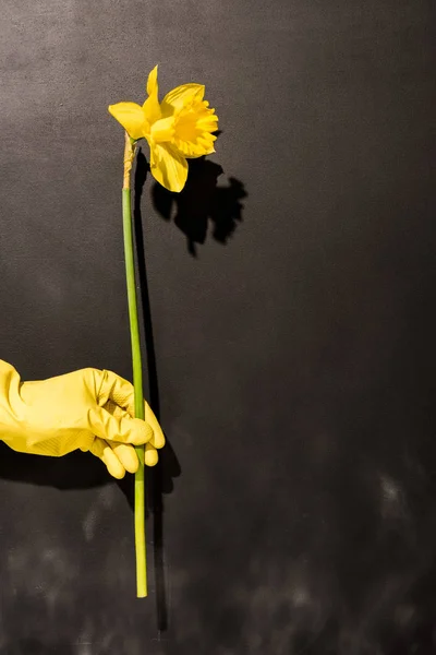 Cropped View Woman Runbber Glove Holding Yellow Flower Dark Background — Stock Photo, Image
