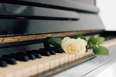 selective focus of beautiful yellow rose on piano keys  clipart