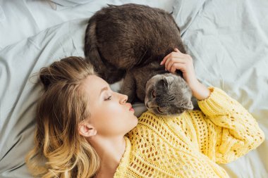 evde yatakta yatarken güzel kız dudak büzeri ve İskoç kat kedi okşayarak üst görünümü