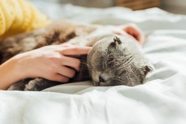 evde İskoç kat kedi tutan genç kadının kısmi görünümü