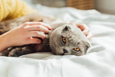 evde İskoç kat kedi okşayarak genç kadının kısmi görünümü