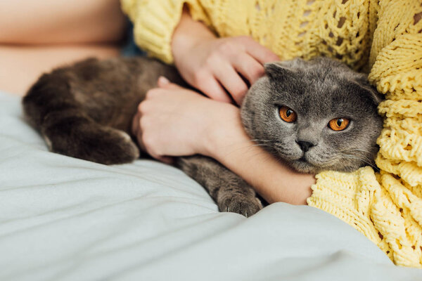 partial view of young woman holding scottish fold cat at home