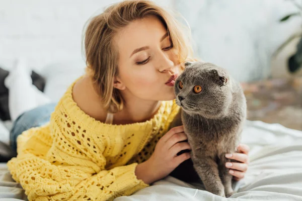 Beautiful Girl Knitted Sweater Pouting Lips Hugging Adorable Scottish Fold — Stock Photo, Image