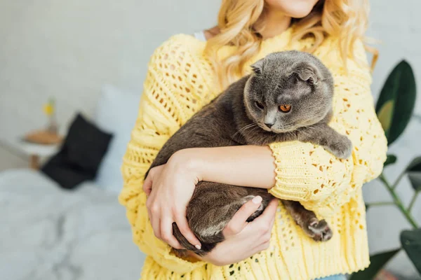 Abgeschnittene Ansicht Von Mädchen Strickpullover Umarmt Entzückende Schottische Faltkatze Hause — Stockfoto