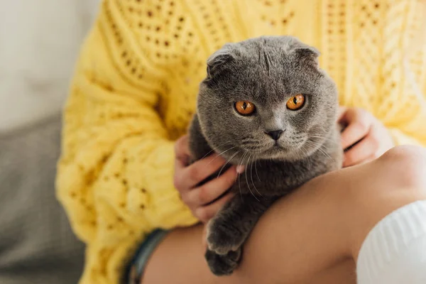 裁剪的年轻女子在针织毛衣举行可爱的苏格兰折叠猫在家中的看法 — 图库照片