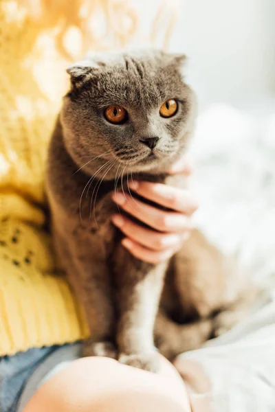 Corte Vista Jovem Mulher Segurando Escocês Dobra Gato Casa — Fotografia de Stock