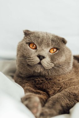 sevimli gri İskoç kat kedi yatakta yatan seçici odak ve uzağa bakıyor
