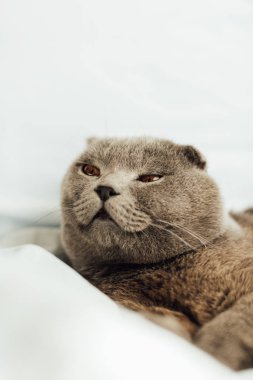 sevimli gri İskoç kat kedi yatakta yatan seçici odak ve uzağa bakıyor