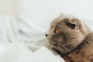 kopya alanı ile yatakta yatan İskoç kat kedi seçici odak