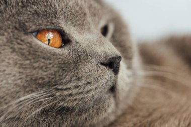 sevimli İskoç Fold kedi kısmi görünümü uzağa bakıyor