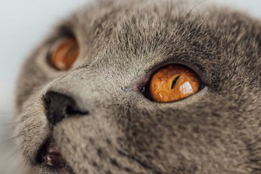 sevimli gri İskoç Fold kedi göz kırpılmış görünümü uzağa