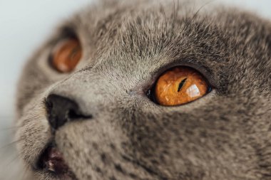 cropped view of adorable grey scottish fold cat looking away clipart