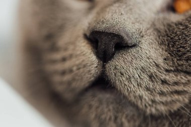 cropped view of grey scottish fold cat muzzle clipart
