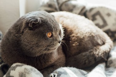 evde yatakta yatan battaniye ile sevimli İskoç kat kedi seçici odak