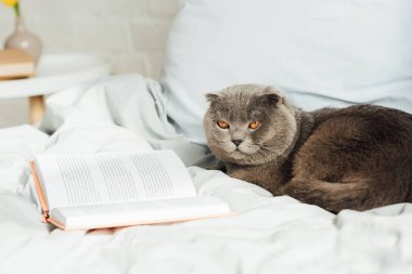 kitap ile yatakta yatan sevimli İskoç kat kedi seçici odak