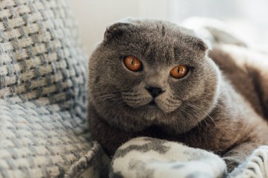 evde yatakta yatan battaniye ile sevimli İskoç kat kedi