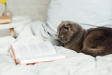 kitap ile yatakta yatan sevimli İskoç kat kedi seçici odak