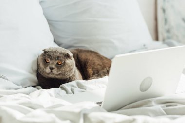 evde laptop ile yatakta yatan sevimli İskoç kat kedi