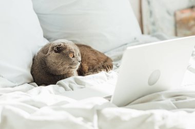 evde laptop ile yatakta yatan sevimli İskoç kat kedi