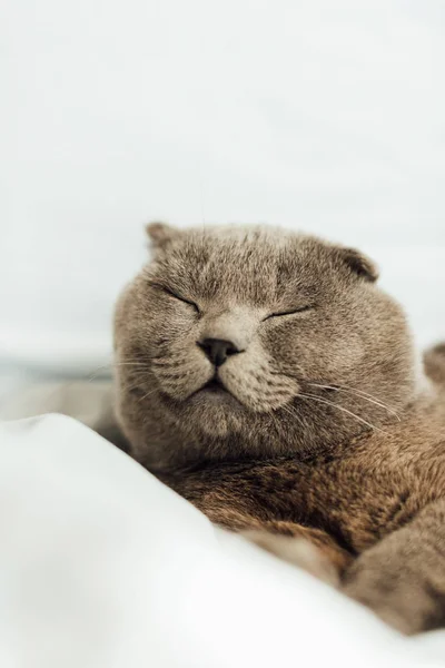 Enfoque Selectivo Gato Lindo Pliegue Escocés Durmiendo Cama Casa —  Fotos de Stock