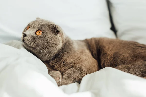 Valikoiva Painopiste Söpö Scottish Kertainen Kissa Makaa Sängyssä Kotona — kuvapankkivalokuva