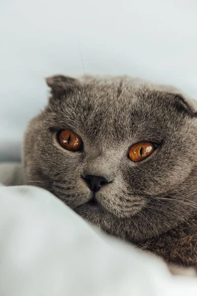 Närbild Bedårande Grå Scottish Fold Katt Hemma — Stockfoto