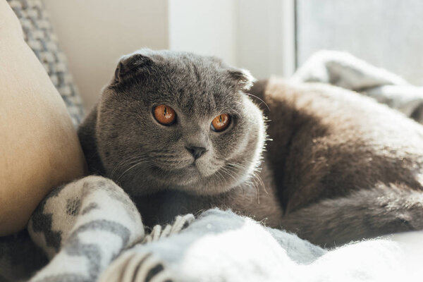 adorable scottish fold cat with blanket lying in bed at home