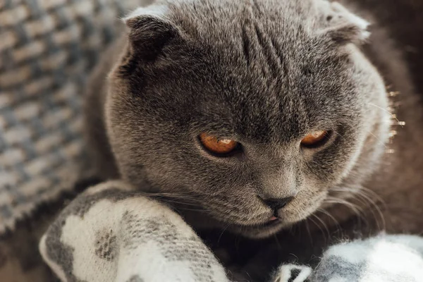 Close Adorable Grey Scottish Fold Cat Home — Stock Photo, Image