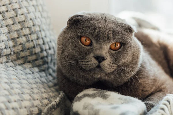 Adorable Chat Écossais Pliant Avec Couverture Couchée Dans Lit Maison — Photo