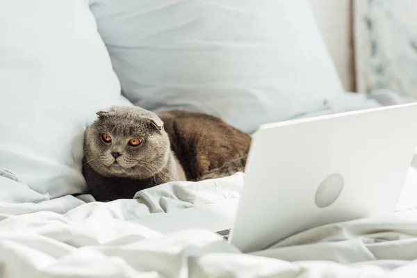 Lindo Escocés Plegable Gato Acostado Cama Con Portátil Casa — Foto de Stock