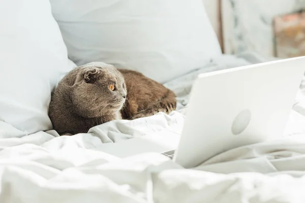 Mignon Écossais Plier Chat Couché Dans Lit Avec Ordinateur Portable — Photo