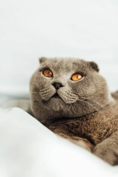 Foco Seletivo Adorável Cinza Escocês Dobra Gato Deitado Cama Olhando Fotografia De Stock