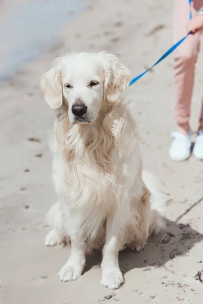 Golden retriever cane seduto sulla spiaggia di sabbia — Foto stock