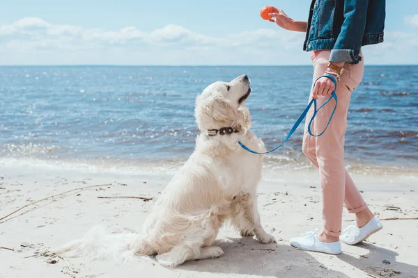 Cropped view of woman playing ball with golden retriever on sea shore — Stock Photo