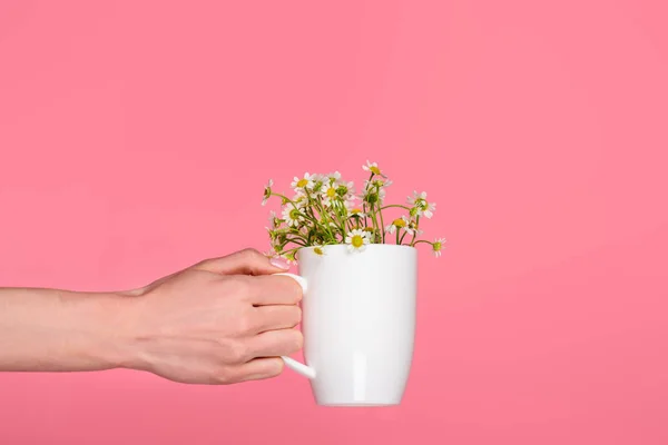 Close-up partial view of hand holding cup with beautiful chamomiles isolated on pink — Stock Photo